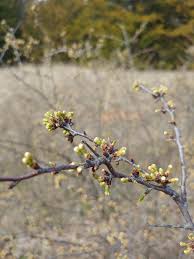 Attēlu rezultāti vaicājumam “Gleditsia triacanthos bud”
