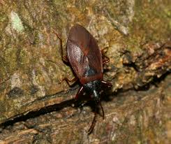 Attēlu rezultāti vaicājumam “Gastrodes grossipes”