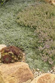 Attēlu rezultāti vaicājumam “Bayeriola thymicola”