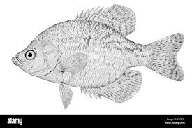 Image result for Pomoxis nigromaculatus