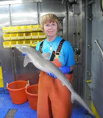 Image result for Rhizoprionodon terraenovae