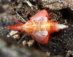 Attēlu rezultāti vaicājumam “Rabdophaga degeeri”