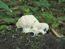 Attēlu rezultāti vaicājumam “Fuligo luteonitens macro”