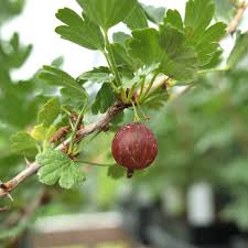 Attēlu rezultāti vaicājumam “Ribes uva-crispa”