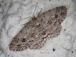 Attēlu rezultāti vaicājumam “Ectropis crepuscularia”