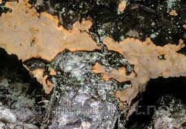 Attēlu rezultāti vaicājumam “Laurilia sulcata”