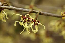 Attēlu rezultāti vaicājumam “Hamamelis japonica”