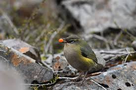 Attēlu rezultāti vaicājumam “Passeriformes”