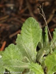 Attēlu rezultāti vaicājumam “Primula farinosa fruit”