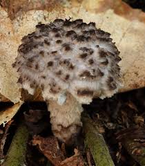 Attēlu rezultāti vaicājumam “Strobilomyces strobilaceus”