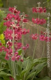 Attēlu rezultāti vaicājumam “Primula x margotae”