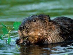 Image result for Castor fiber