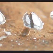 Attēlu rezultāti vaicājumam “Diderma hemisphaericum”