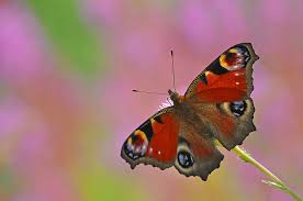 Attēlu rezultāti vaicājumam “Inachis io”