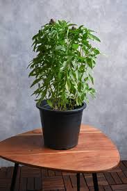 Image result for Ocimum basilicum