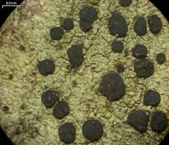 Attēlu rezultāti vaicājumam “Lecidella elaeochroma”