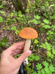 Attēlu rezultāti vaicājumam “Leccinum vulpinum”