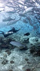 Image result for Scuba Skooling