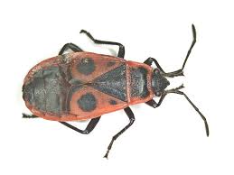 Attēlu rezultāti vaicājumam “Pyrrhocoris apterus imago”