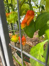 Afbeeldingsresultaat voor aji habanero hot pepper