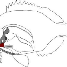 Image result for Pachymetopon grande