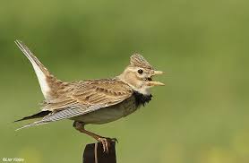 Image result for Melanocorypha calandra