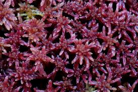 Attēlu rezultāti vaicājumam “Sphagnum warnstorfii”