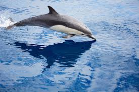 Image result for Delphinus delphis