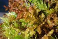 Attēlu rezultāti vaicājumam “Ptilidium ciliare”