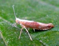 Attēlu rezultāti vaicājumam “Argyresthia albistria”