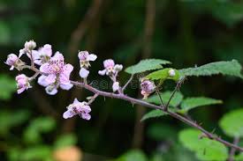 Image result for Rubus sectio