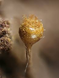 Attēlu rezultāti vaicājumam “Trichia ambigua spores”