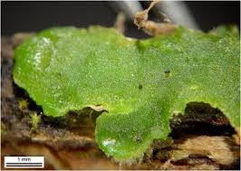 Attēlu rezultāti vaicājumam “Aneura pinguis”