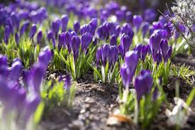 Attēlu rezultāti vaicājumam “Crocus tommasinianus”