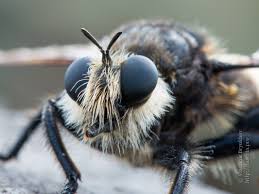Attēlu rezultāti vaicājumam “Laphria gibbosa”
