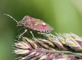 Attēlu rezultāti vaicājumam “Dolycoris baccarum”