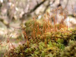 Attēlu rezultāti vaicājumam “Mnium hornum sporophyte”