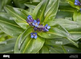 Attēlu rezultāti vaicājumam “Gentiana cruciata bud”