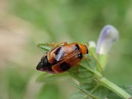 Attēlu rezultāti vaicājumam “Phyllobrotica quadrimaculata”