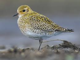 Attēlu rezultāti vaicājumam “Pluvialis apricaria”