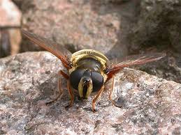 Attēlu rezultāti vaicājumam “Sericomyia silentis”