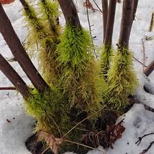 Attēlu rezultāti vaicājumam “Eurhynchium praelongum”