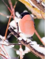 Image result for England Staffordshire Birding Club