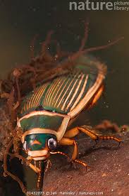 Attēlu rezultāti vaicājumam “Dytiscus marginalis”