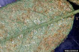 Attēlu rezultāti vaicājumam “Panonychus”