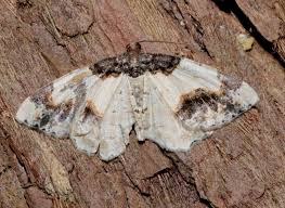 Attēlu rezultāti vaicājumam “Ligdia adustata”