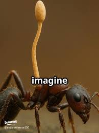 Attēlu rezultāti vaicājumam “Physarum viride macro”