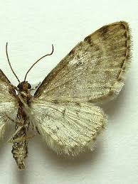 Attēlu rezultāti vaicājumam “Eupithecia tantillaria”