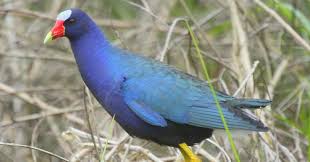 Image result for Porphyrio alleni