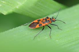 Attēlu rezultāti vaicājumam “Corizus hyoscyami imago”